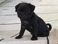 Ellis, a male Pug for sale in Salina, KS – 6 of 7