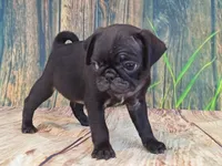 Harris, a male Pug for sale in Salina, KS – 3 of 6