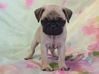 Merida , a female Pug for sale in Salina, KS – 3 of 10