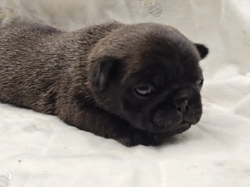 Waffles  – Pug puppy for sale in Salina, KS