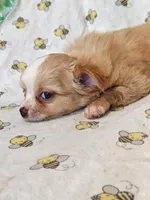 Nugget, a female Chihuahua for sale in Salina, KS – 2 of 4