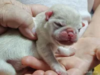 Lola Cream Pug Girl, a female Pug for sale in Salina, KS – 2 of 7