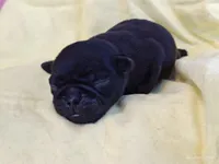 DAISY, a female Pug for sale in Salina, KS – 6 of 8