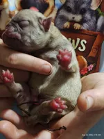 Otis Man Fawn Boy, a male Pug for sale in Salina, KS – 5 of 7