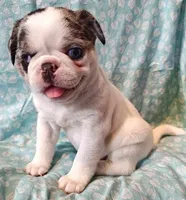 Havarti, a female Pug for sale in Salina, KS – Photo 3 of 10