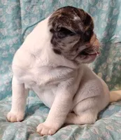 Havarti, a female Pug for sale in Salina, KS – Photo 2 of 10