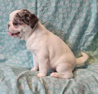 Havarti, a female Pug for sale in Salina, KS – Photo 8 of 10