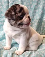 Havarti, a female Pug for sale in Salina, KS – Photo 6 of 10