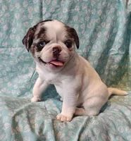 Havarti, a female Pug for sale in Salina, KS – Photo 10 of 10
