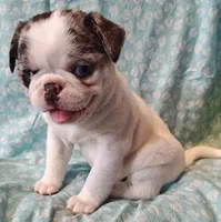 Havarti, a female Pug for sale in Salina, KS – Photo 5 of 10