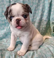 Havarti, a female Pug for sale in Salina, KS – Photo 9 of 10