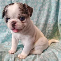 Havarti, a female Pug for sale in Salina, KS – Photo 4 of 10