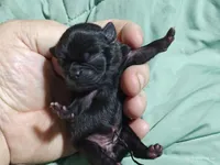 Katie Pug Love girl, a female Pug for sale in Salina, KS – 5 of 6