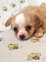 Nugget, a female Chihuahua for sale in Salina, KS – 1 of 4