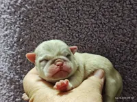 Doug the Pug Boy, a male Pug for sale in Salina, KS – 10 of 10