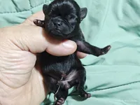 Katie Pug Love girl, a female Pug for sale in Salina, KS – 4 of 6