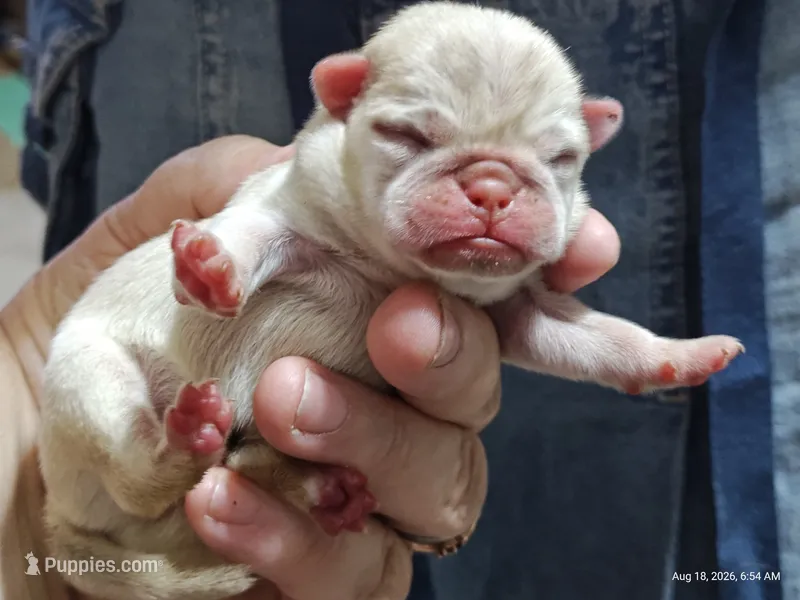 Doug the Pug Boy – Pug puppy for sale in Salina, KS
