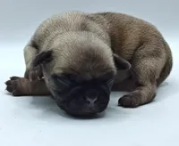 Merida , a female Pug for sale in Salina, KS – Photo 2 of 4