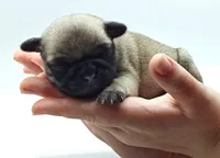 Merida , a female Pug for sale in Salina, KS – Photo 4 of 4