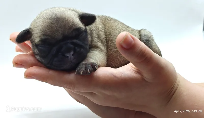 Merida  – Pug puppy for sale in Salina, KS