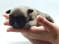 Merida , a female Pug for sale in Salina, KS – Photo 3 of 4