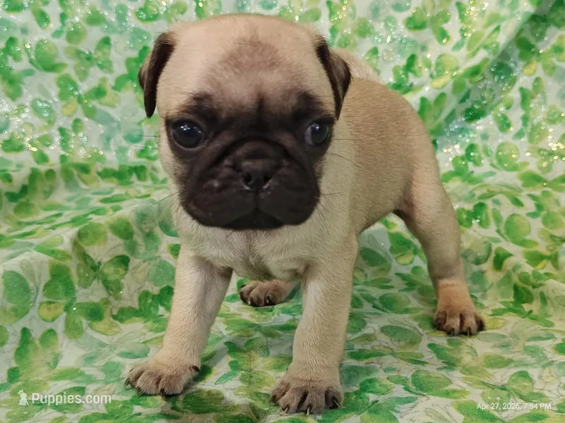 Merida  – Pug puppy for sale in Salina, KS