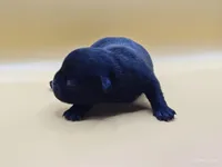 Elinor, a female Pug for sale in Salina, KS – Photo 3 of 6