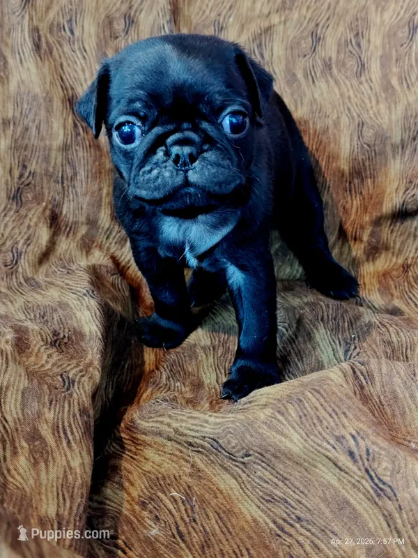 Ellis – Pug puppy for sale in Salina, KS