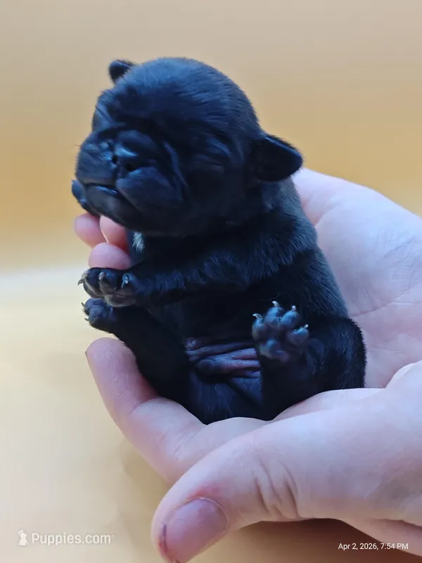 Elinor – Pug puppy for sale in Salina, KS