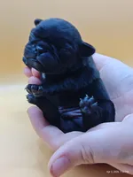 Elinor, a female Pug for sale in Salina, KS – Photo 1 of 6