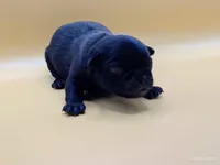 Elinor, a female Pug for sale in Salina, KS – Photo 5 of 6