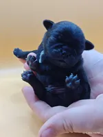 Elinor, a female Pug for sale in Salina, KS – Photo 6 of 6