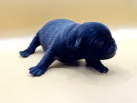 Elinor, a female Pug for sale in Salina, KS – Photo 4 of 6