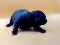 Elinor, a female Pug for sale in Salina, KS – Photo 2 of 6