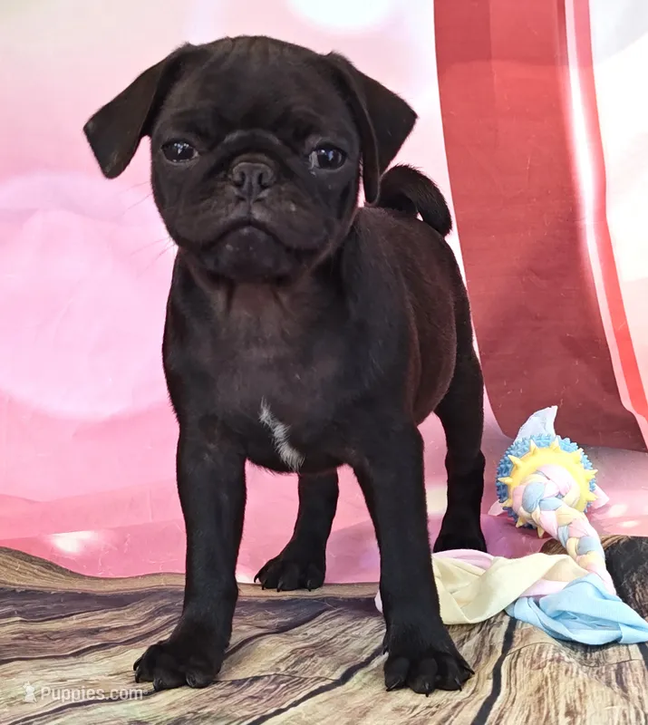 Hubert – Pug puppy for sale in Salina, KS