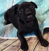 Hubert, a male Pug for sale in Salina, KS – 3 of 10