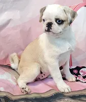 Aurora, a female Pug for sale in Salina, KS – 3 of 4