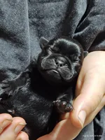 Mochi Missy Black Pug Girl, a female Pug for sale in Salina, KS – 2 of 3