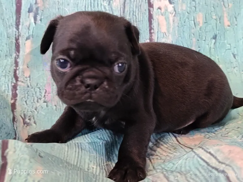 Hubert – Pug puppy for sale in Salina, KS