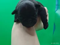 Hubert, a male Pug for sale in Salina, KS – Photo 2 of 4