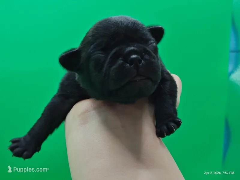 Hubert – Pug puppy for sale in Salina, KS