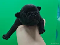 Hubert, a male Pug for sale in Salina, KS – Photo 1 of 4