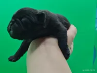 Hubert, a male Pug for sale in Salina, KS – Photo 3 of 4