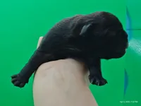 Hubert, a male Pug for sale in Salina, KS – Photo 4 of 4