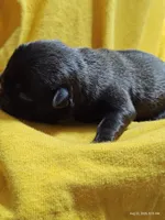 Waffles , a female Pug for sale in Salina, KS – 4 of 5