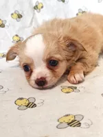 Nugget, a female Chihuahua for sale in Salina, KS – 3 of 4