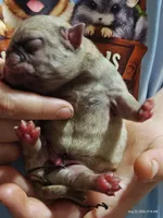 Otis Man Fawn Boy, a male Pug for sale in Salina, KS – 6 of 7