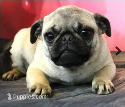 Gnocchi, a female Pug for sale in Salina, KS – Photo 1 of 3