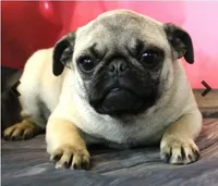 Gnocchi, a female Pug for sale in Salina, KS – Photo 1 of 3