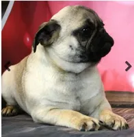 Gnocchi, a female Pug for sale in Salina, KS – Photo 2 of 3